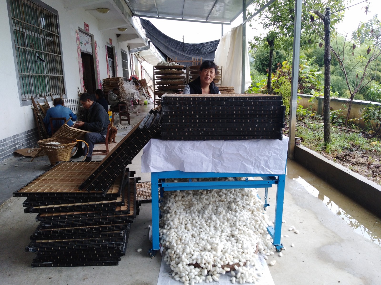 取茧机助力养蚕 一台机器顶10个人 效果是人工的20倍