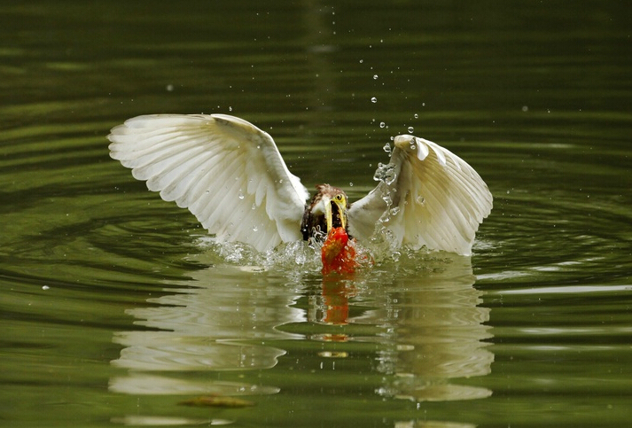 典型涉禽类不甚畏人的池鹭水中捕食鱼精彩瞬间