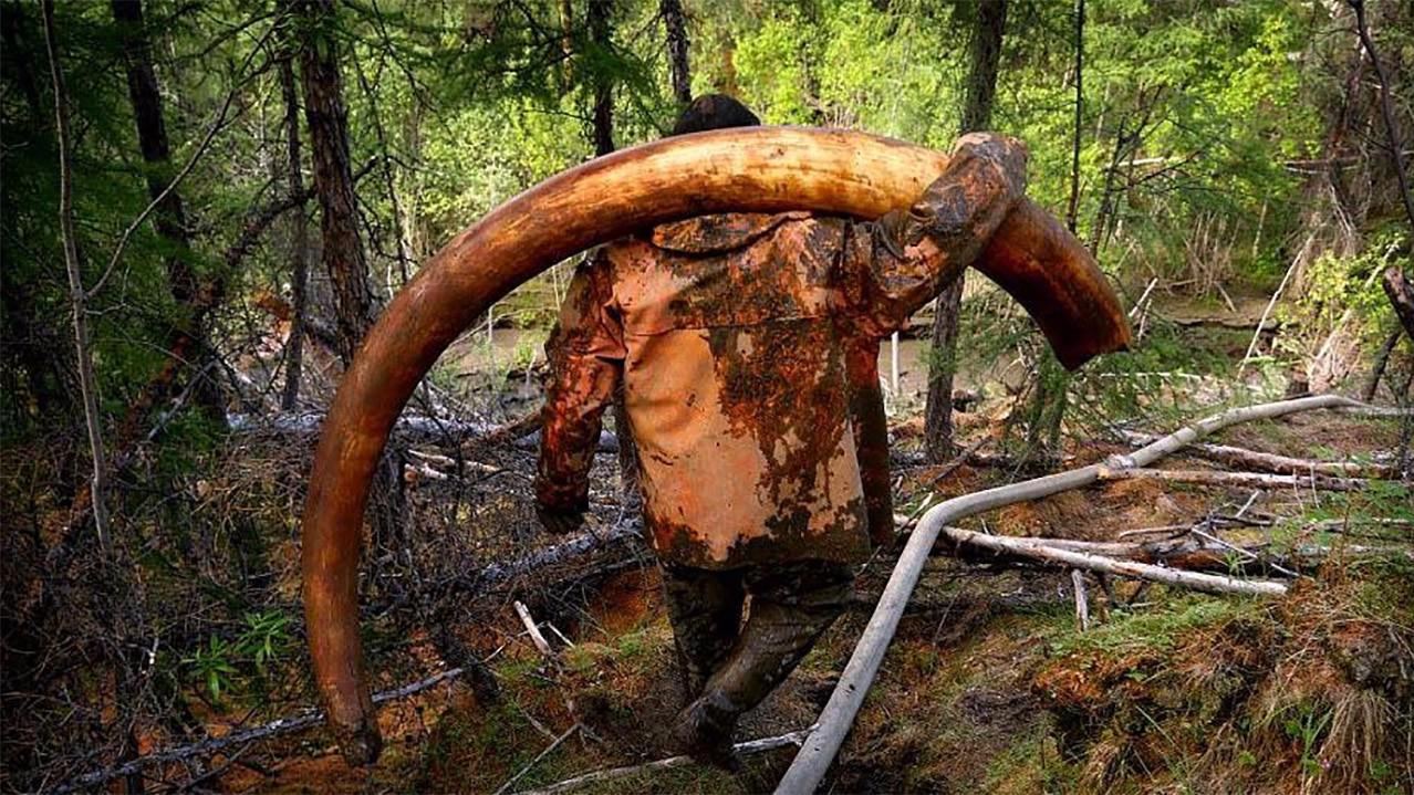 这些"挖尸人"年薪1000万,挖到一根能卖100万,有人敢去挖吗?