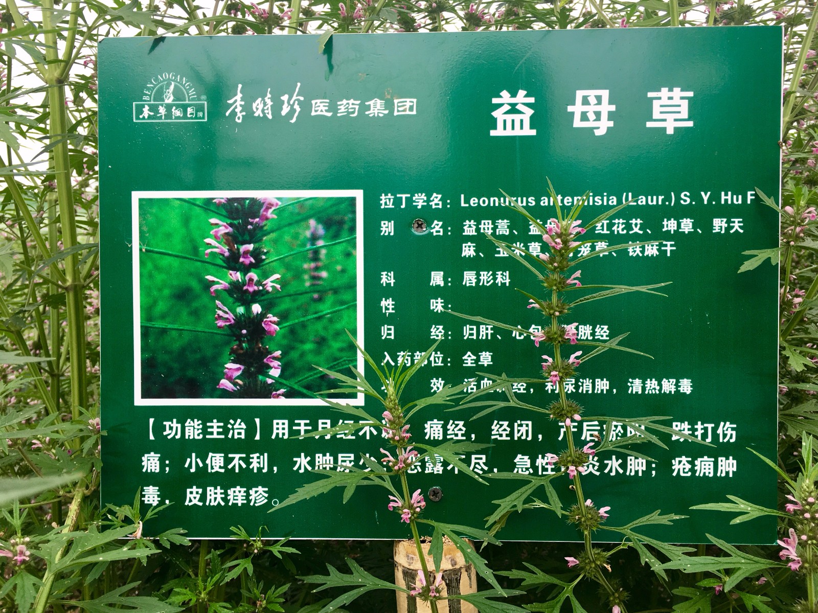 益母草(别名:益母蒿,益母艾,红花艾,坤草,茺蔚,九节草)