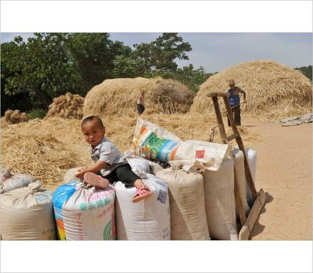 小时候农村收麦子的场景.(看了别哭)