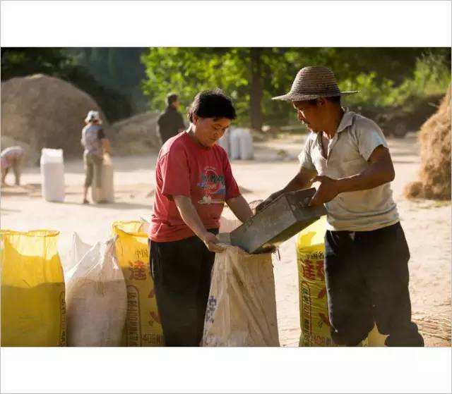小时候农村收麦子的场景.(看了别哭)