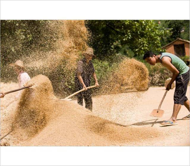 小时候农村收麦子的场景.(看了别哭)