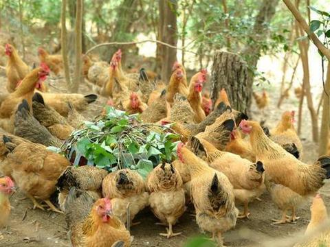 本地鸡窝电话地址全解析,如何快速找到优质土鸡货源