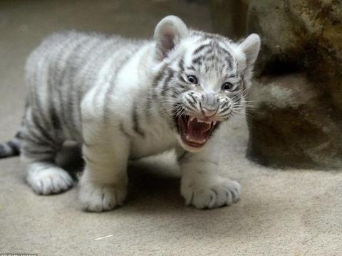 小的老虎对人张牙舞爪,游客表现让它很是受伤!