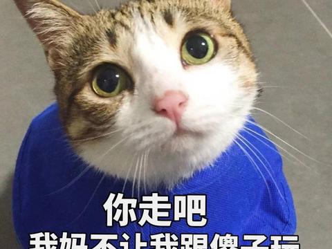 傻子表情包大全:我妈不让我跟傻子玩,楼上是傻子,你怕是个傻子