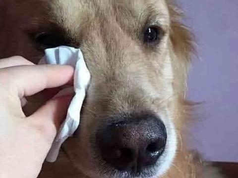 金毛狗狗在客厅不停地哭,问了婆婆原因,金毛太委屈了让人心疼!