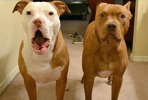 想给罗威纳剪耳的可以参考|罗威纳|比特犬|犬种_新浪新闻