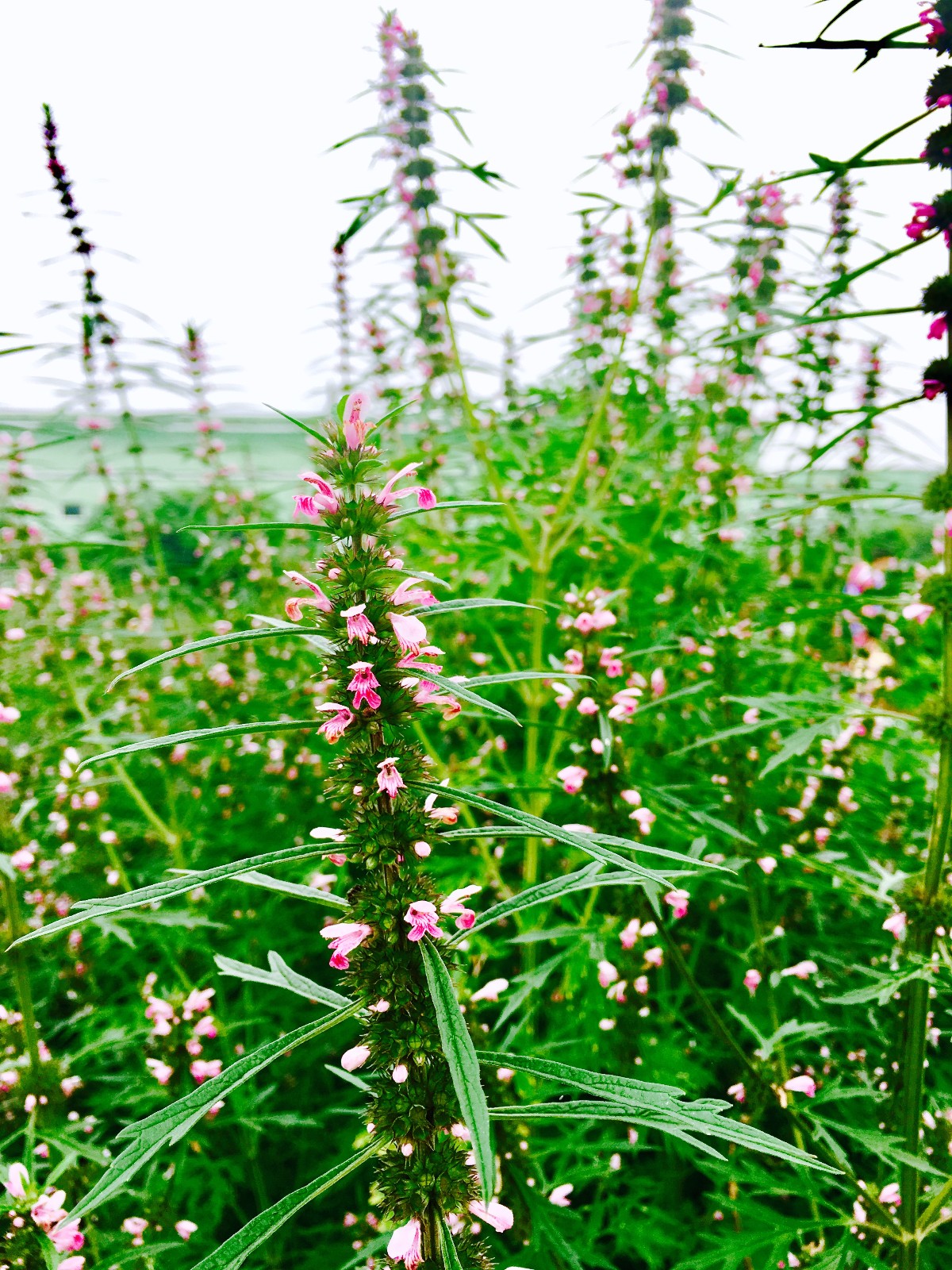 益母草(别名:益母蒿,益母艾,红花艾,坤草,茺蔚,九节草)