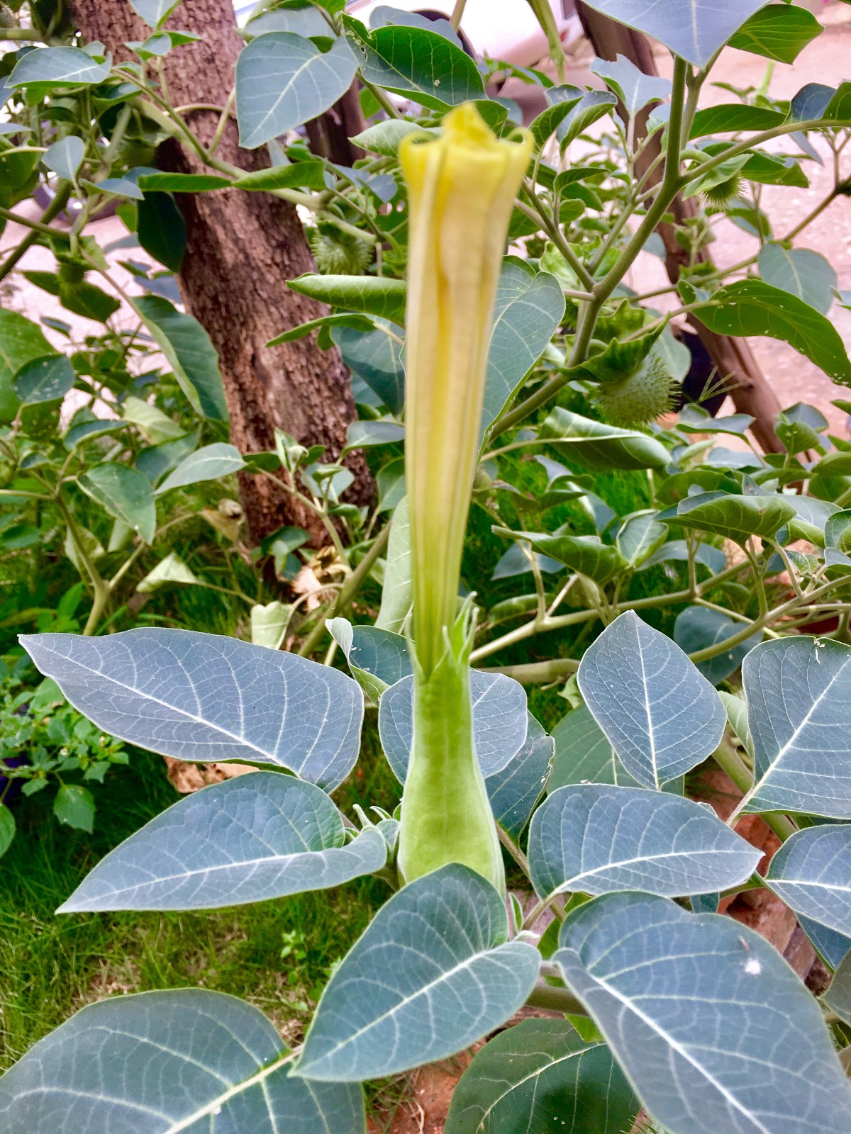 毛曼陀罗的花与果实