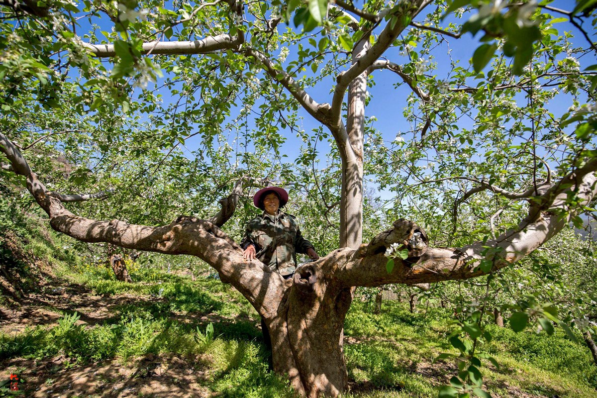 河南这棵苹果树已近百年,一年能挣5000元农户把它当宝