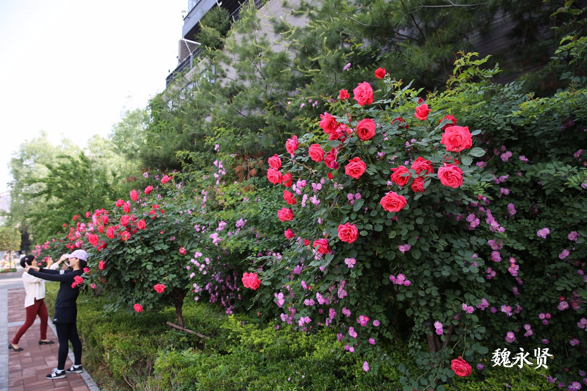 西安曲江处处见花墙月季蔷薇正当红