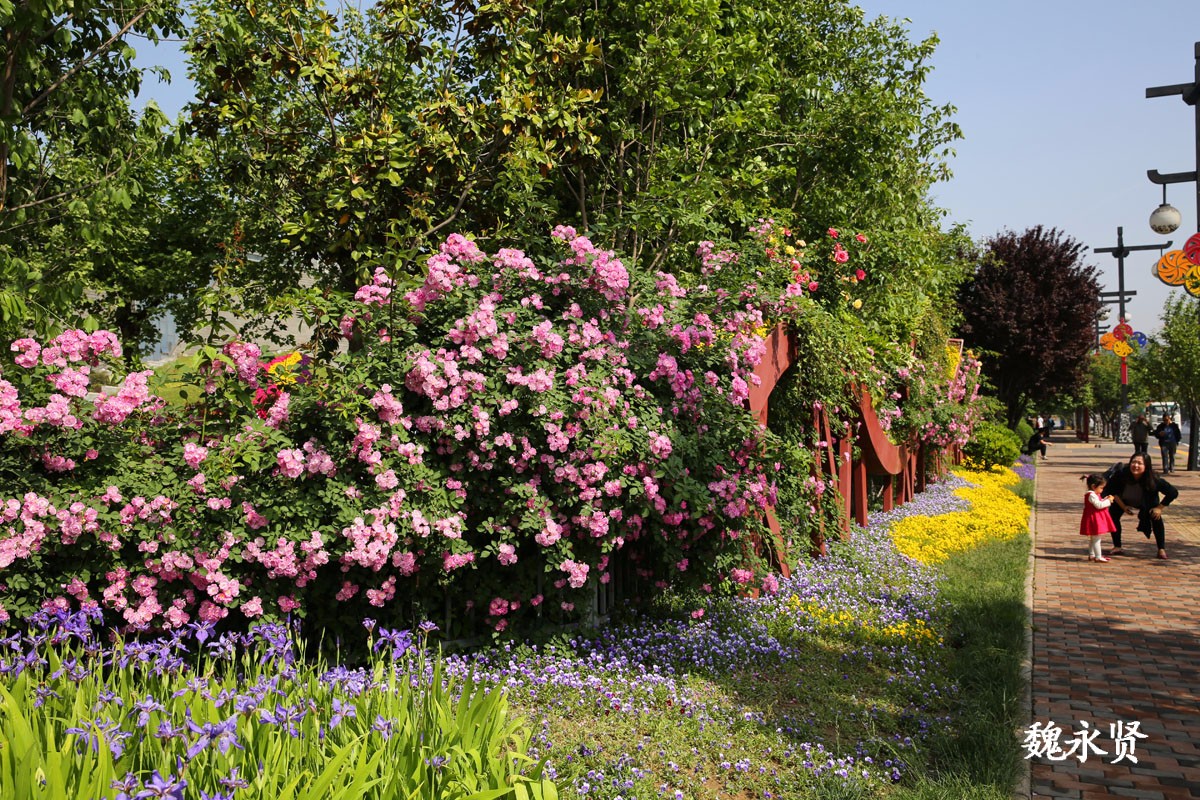 西安曲江处处见花墙月季蔷薇正当红