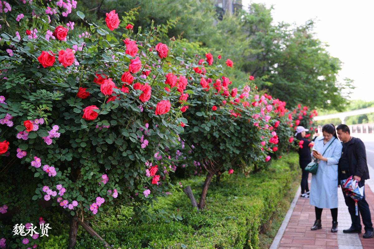 西安曲江处处见花墙月季蔷薇正当红
