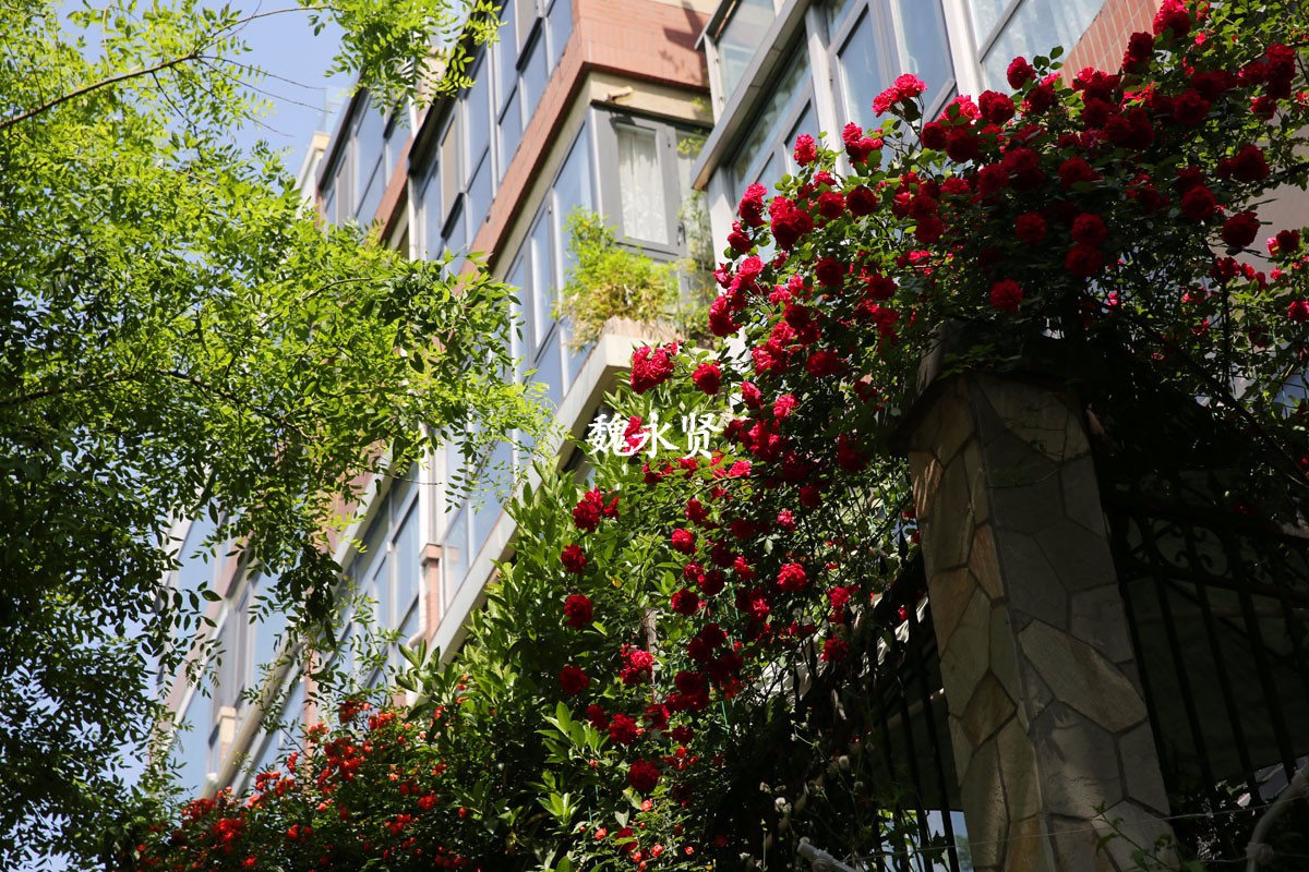 西安曲江处处见花墙月季蔷薇正当红