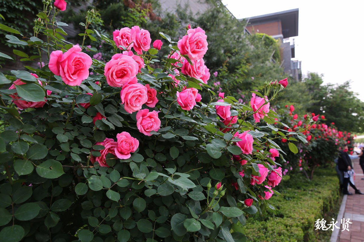 西安曲江处处见花墙月季蔷薇正当红