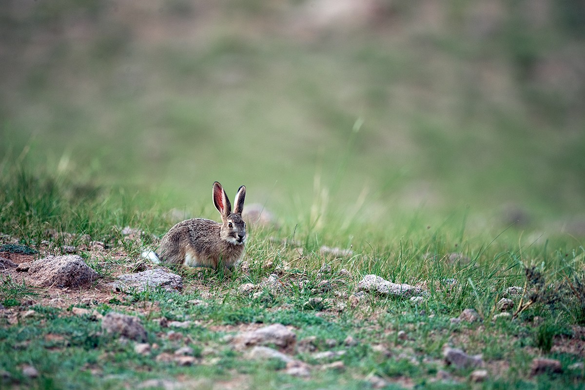 野兔的耳朵为什么那么红?