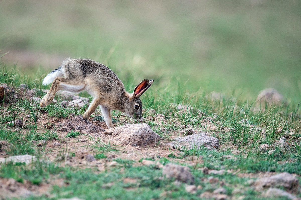 盛夏,我在内蒙古草原拍摄蒙古兔,远远看去野兔的耳朵是红色的,这是