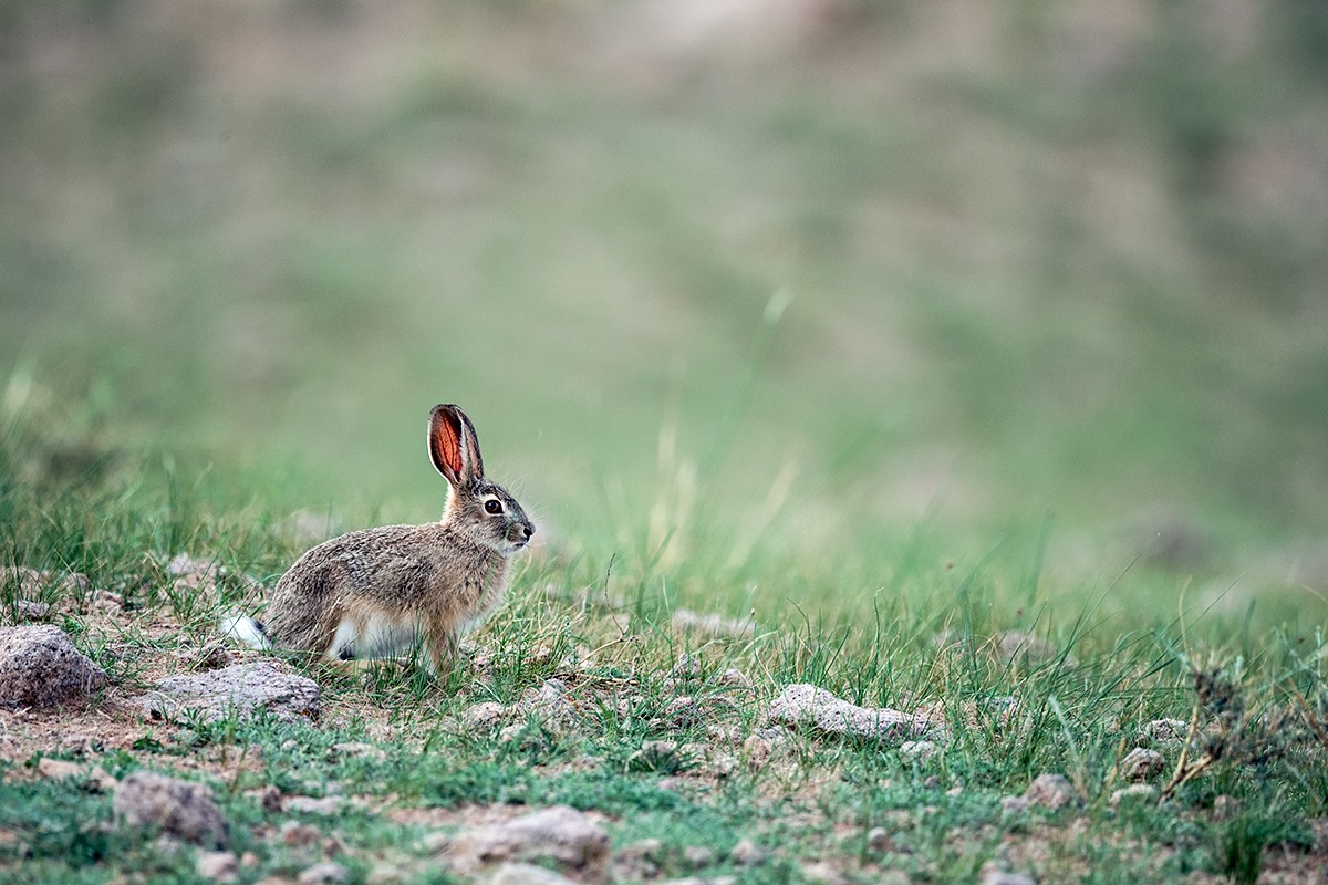 盛夏,我在内蒙古草原拍摄蒙古兔,远远看去野兔的耳朵是红色的,这是