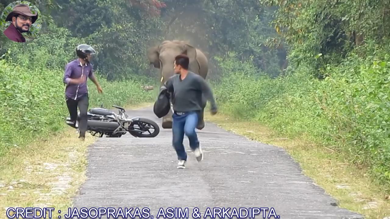 俩男子骑摩托车遭大象攻击,弃车疯狂逃跑,场面太吓人!