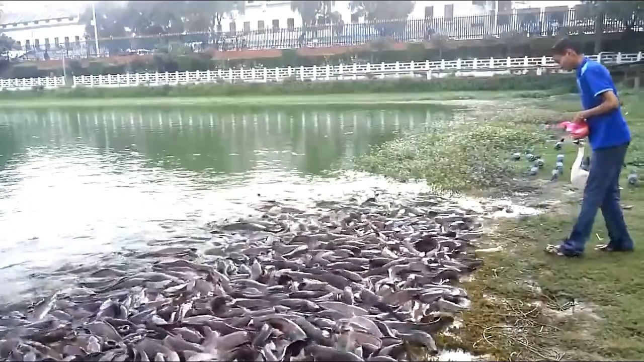 看看泛滥的塘鲺鱼!