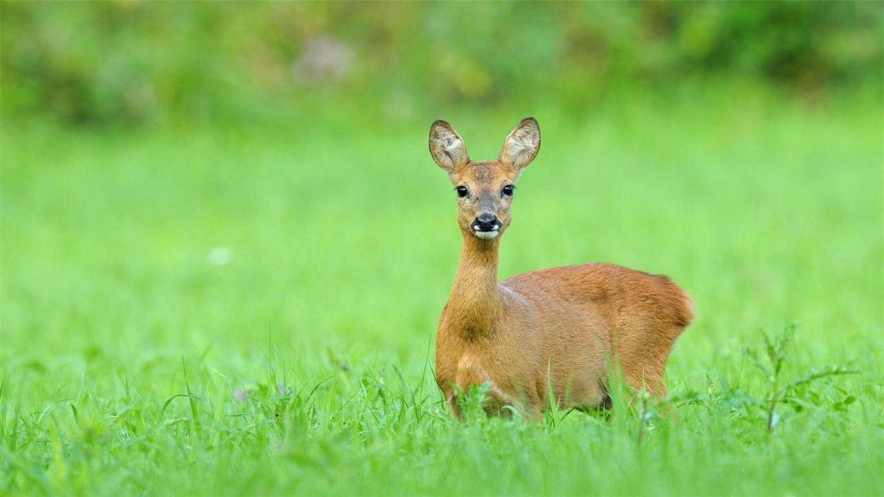 东北神兽"傻狍子"究竟有多傻?他都干过啥傻事?网友们笑喷了