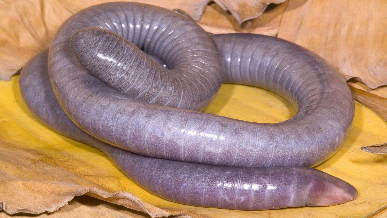 南美森林中出现近两米长的巨型蚯蚓,曾被许多作家称为异形