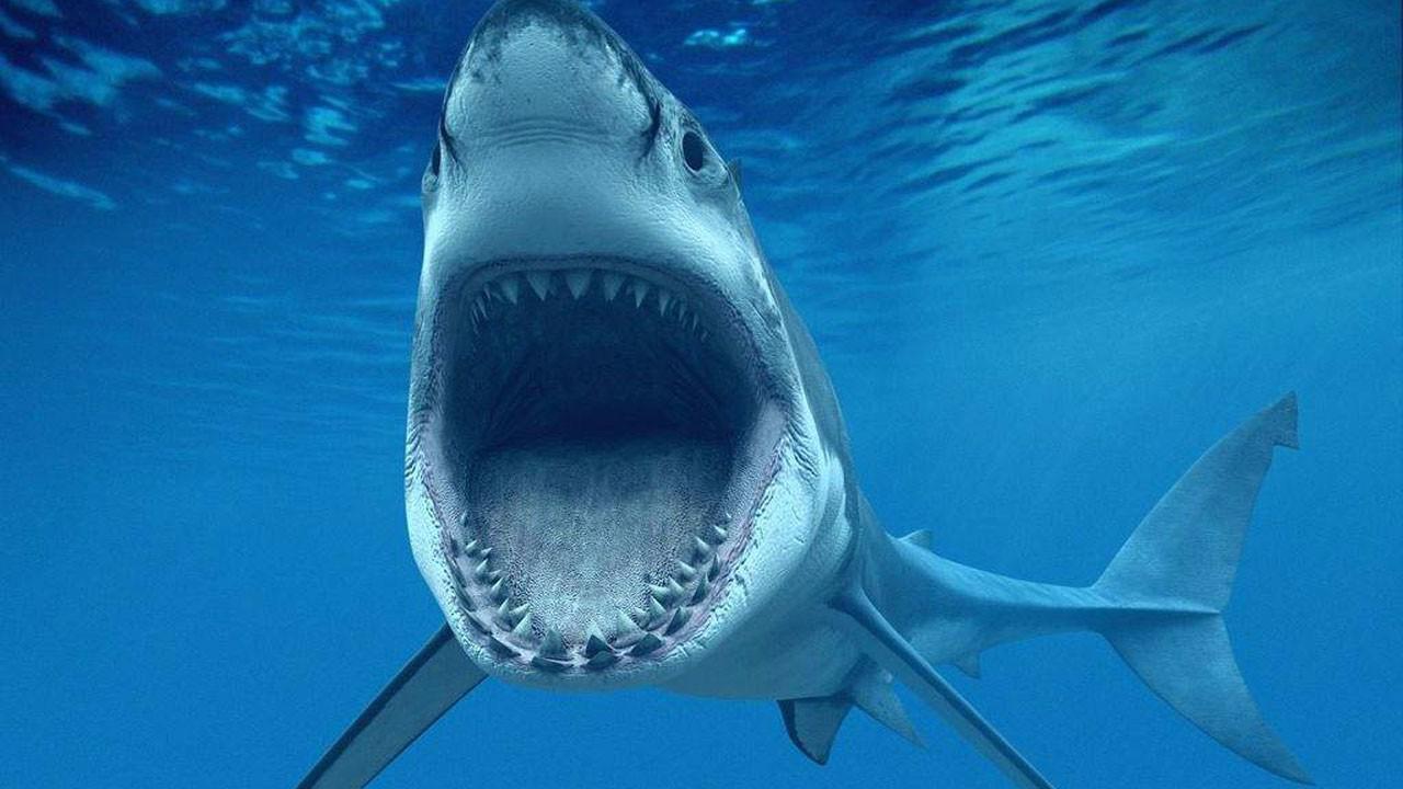 它们是电影中经典的怪物形象,已经成为海洋食肉动物的象征