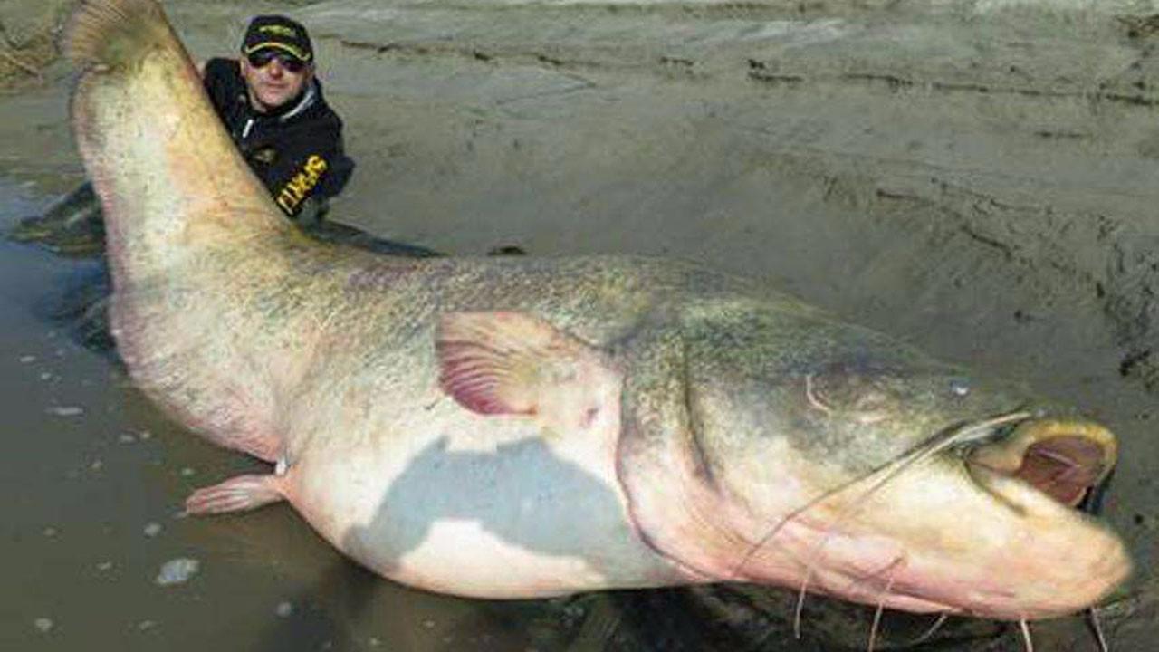 印度河流发现两米长的巨型食人鱼,路过男子险些丧生