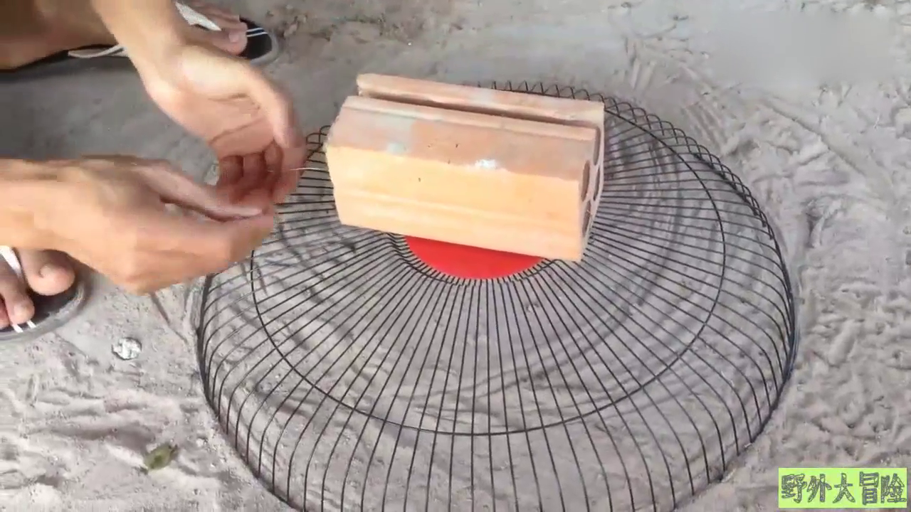 男子自制简易捕鸟神器插到野外收获喜人