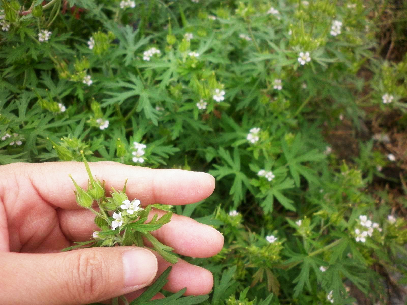 一刺两嘴草药图片图片