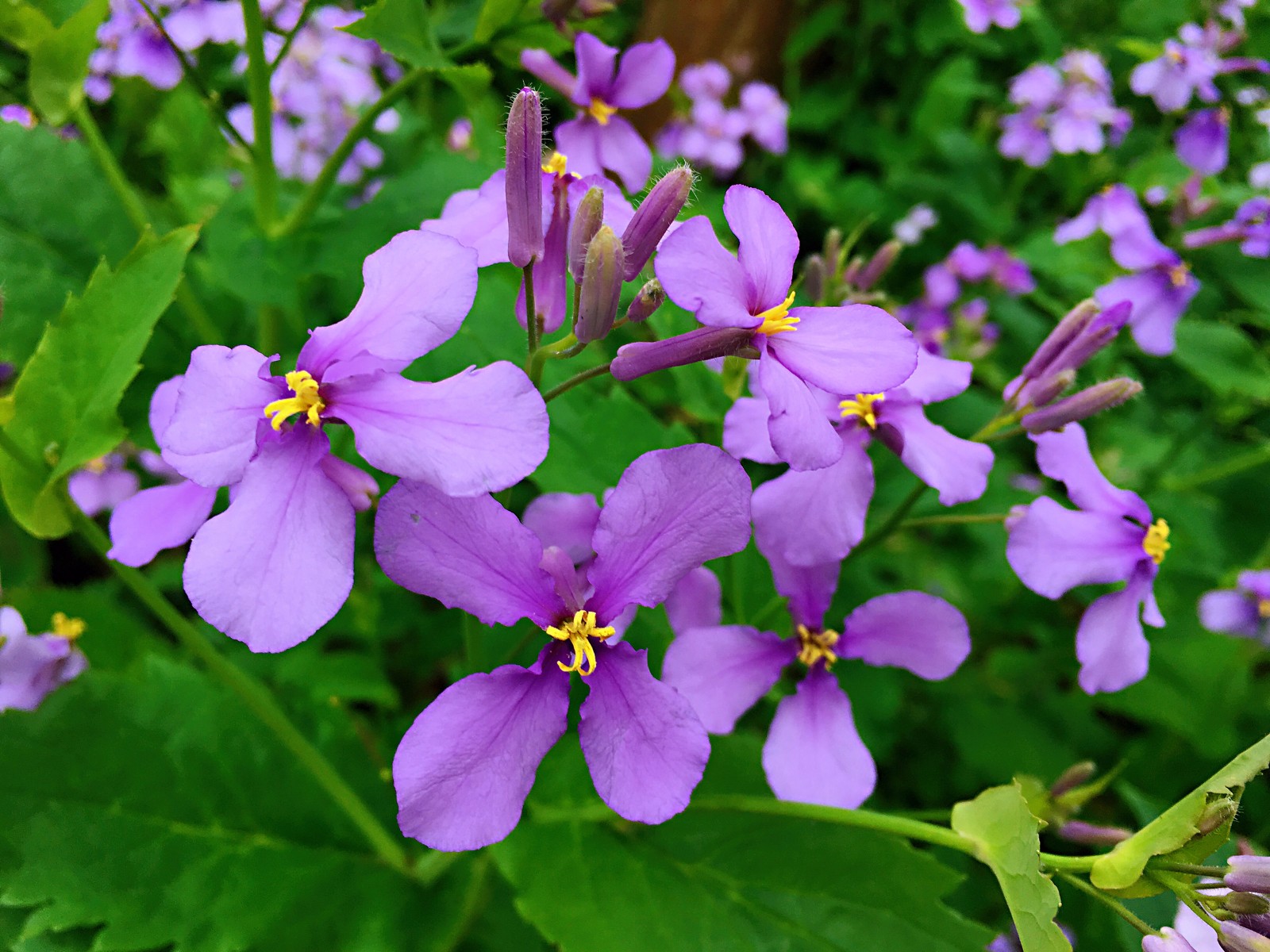 诸葛菜(诸葛菜的图片)