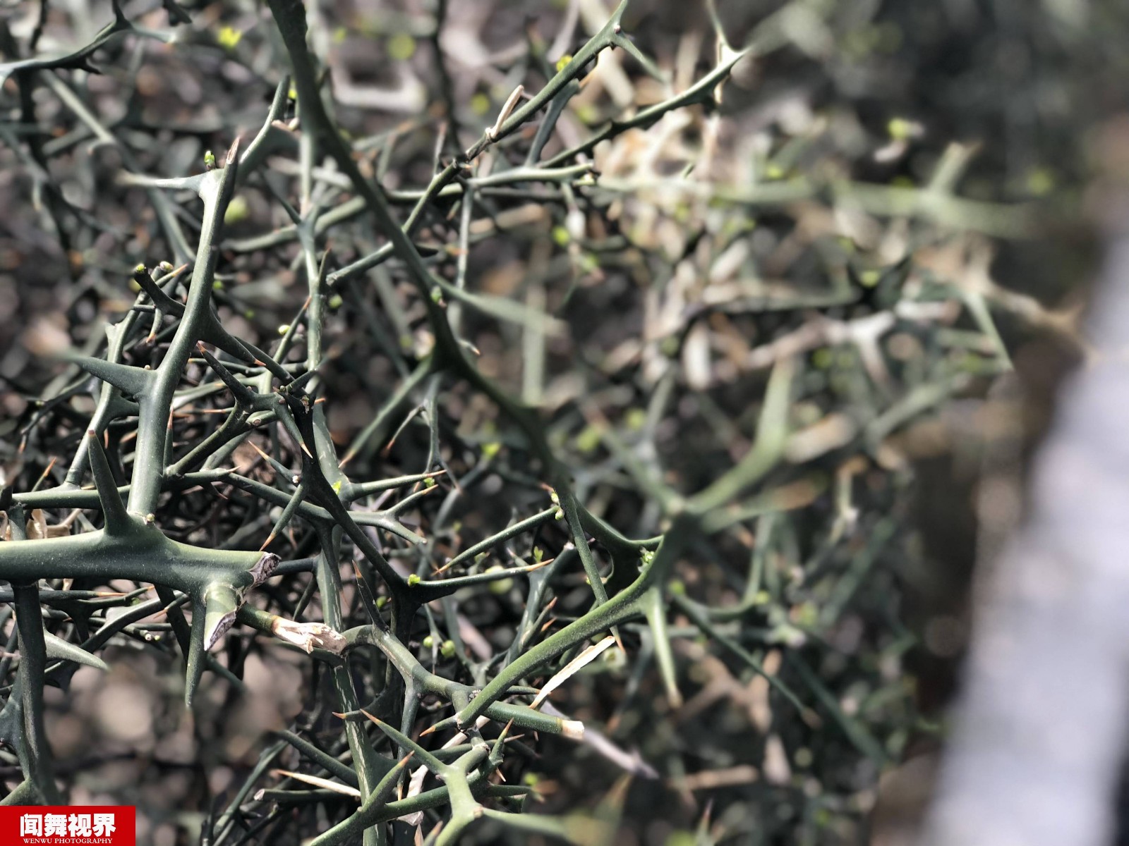 山村田间地头种植的铁篱笆多数人叫不上名字还能治疗脱肛