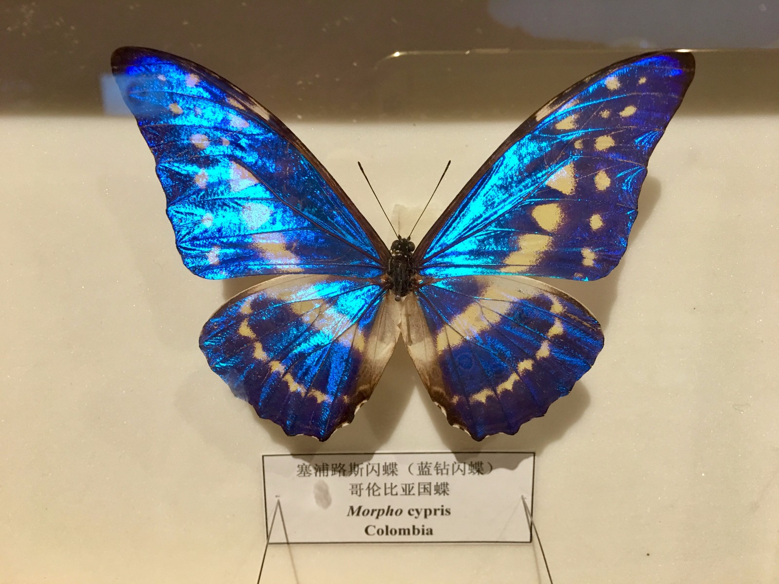 黑脉金斑蝶(美国国蝶)迁徙最远的黑脉金斑蝶(美国国蝶),每年春暖花开