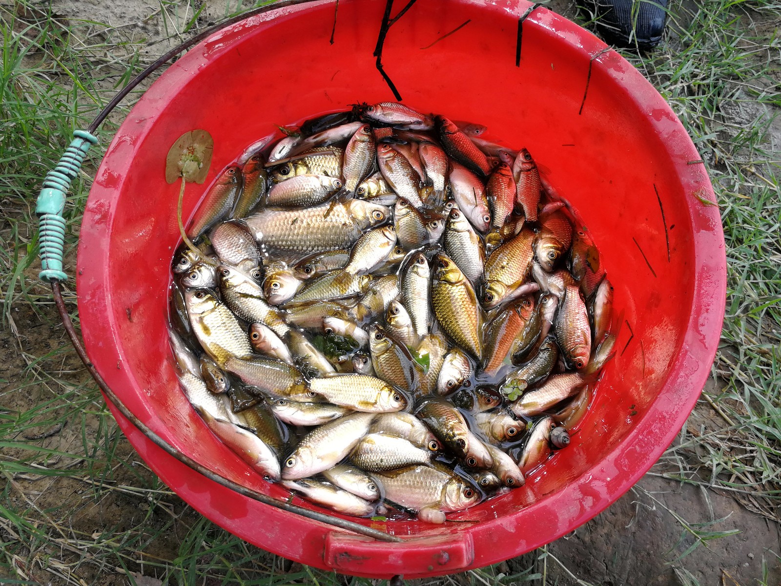 暴雨过后,小河里冒出大量的野生鱼,村子里男女老少争相捕捞