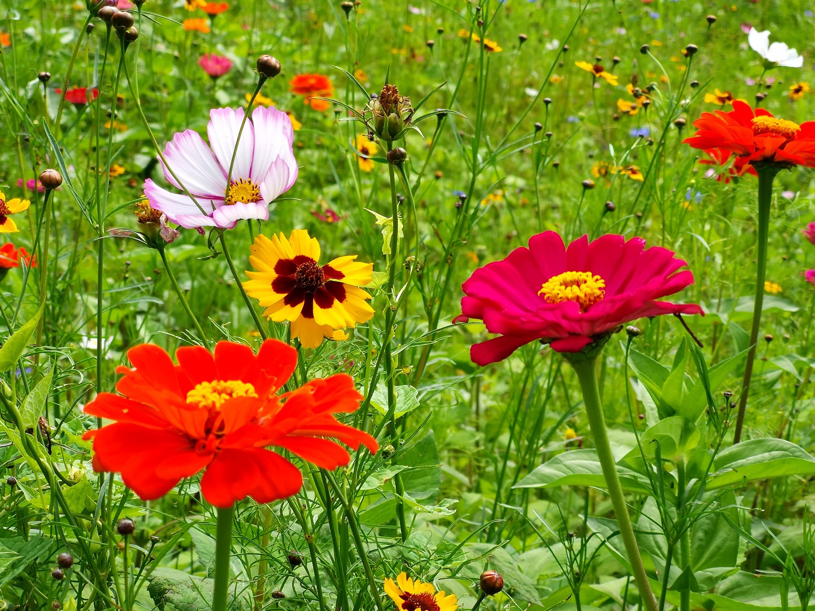 因自由而美丽(拍摄于四川阿坝州)