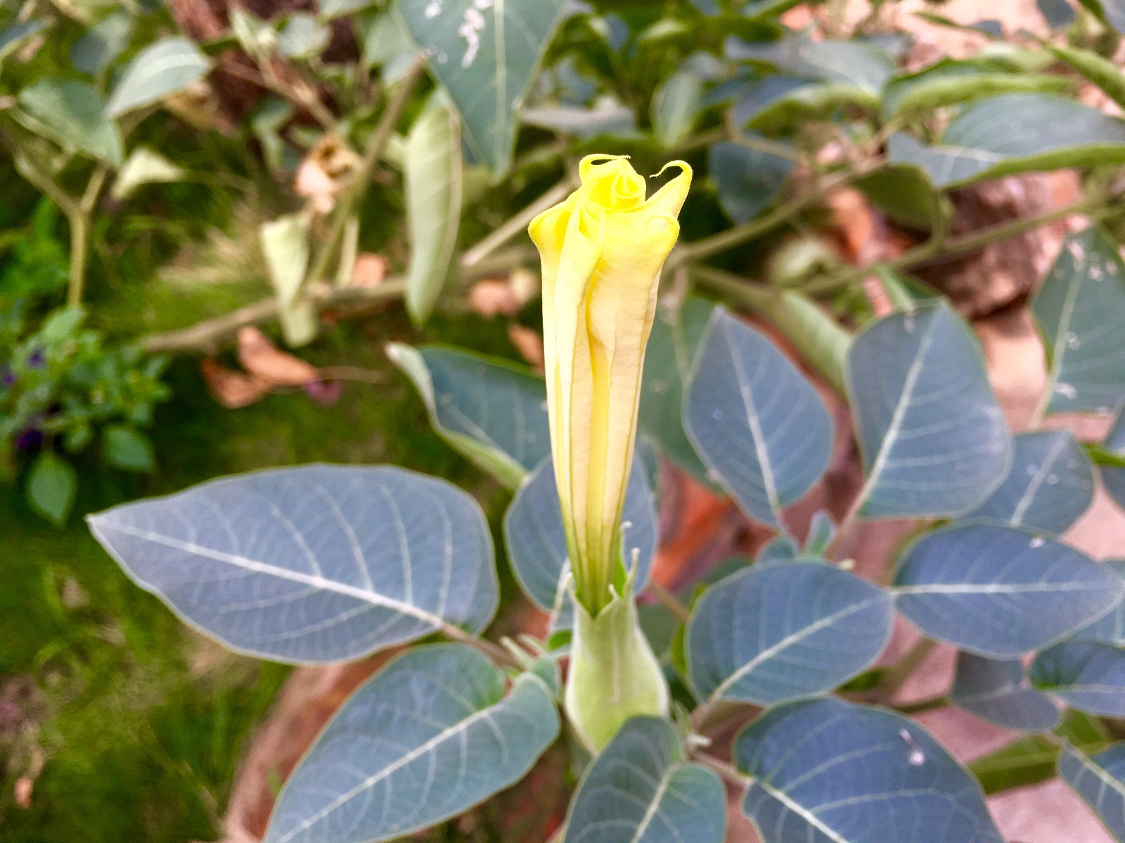 毛曼陀罗的花与果实