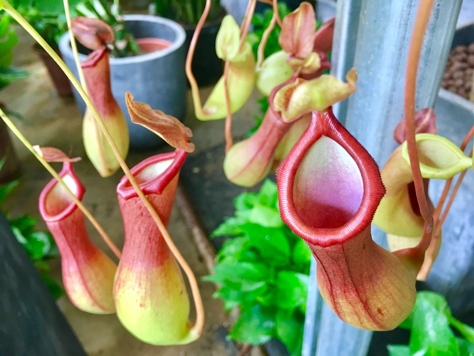 奇花异草之猪笼草