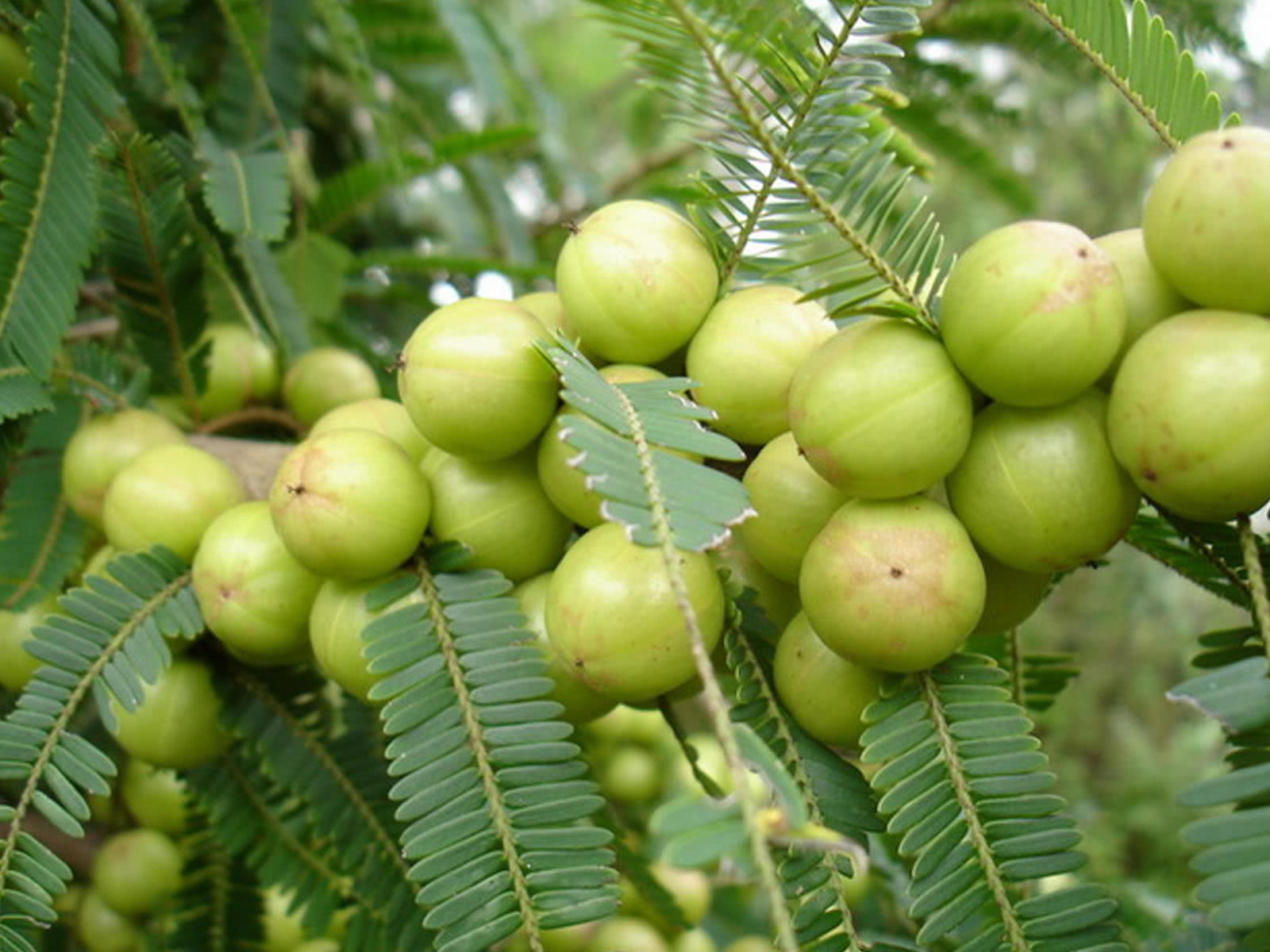 这种野果苦涩至极,从不受人待见,人称"野果之王"|南方|云南|滇橄榄