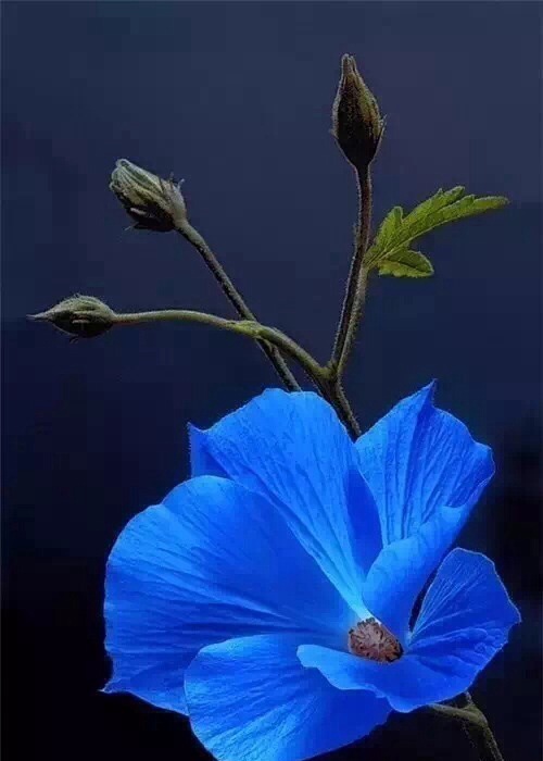 一花一叶,静语禅言._新浪新闻