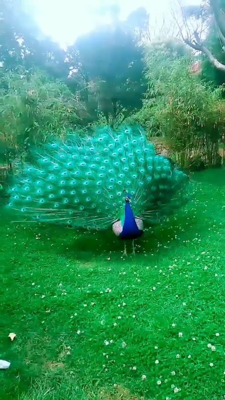 成仙道路上迷雾重重,要多多保重 搞笑视频