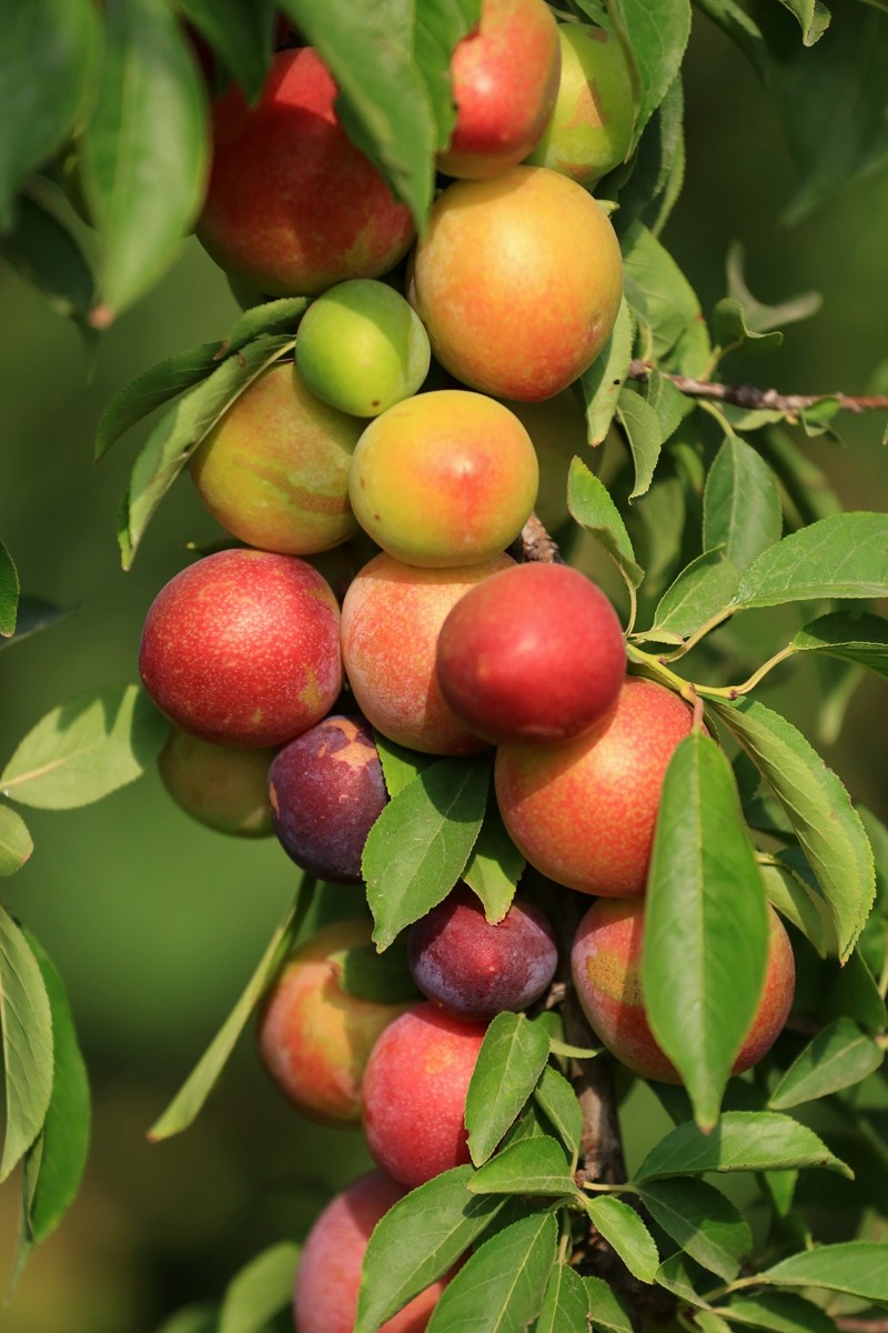 密密麻麻的李子压弯枝条 色彩靓丽赏心悦目让人垂涎欲滴