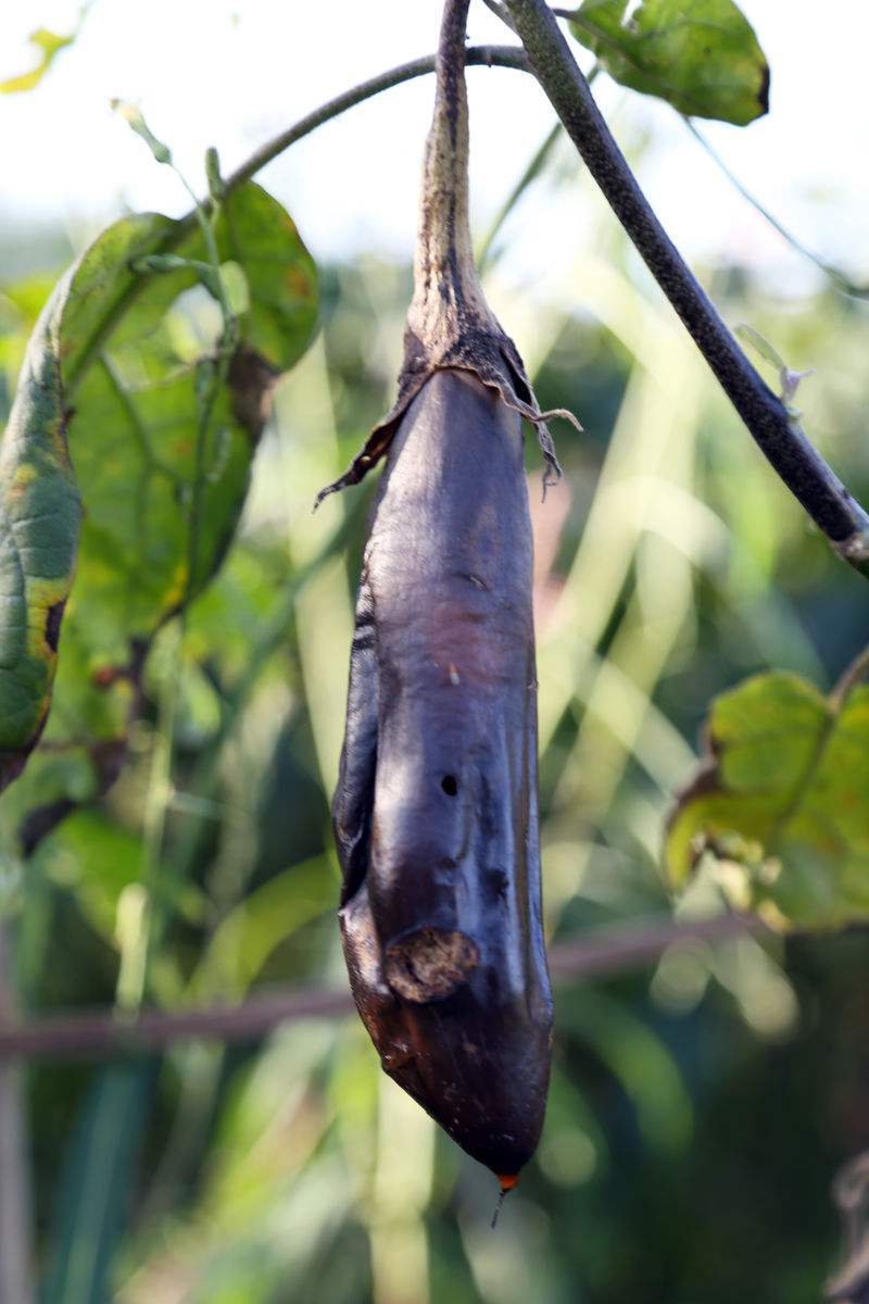 同样是被霜打为什么茄子就蔫了而其他却更甜