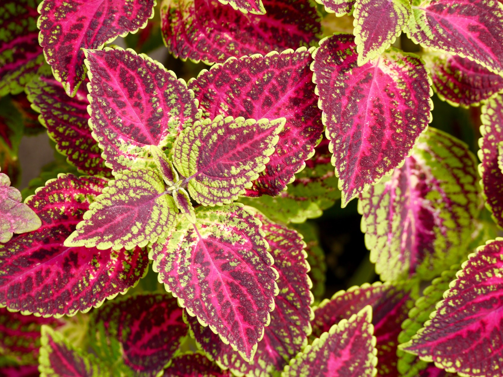 花一样美的观叶植物五彩苏