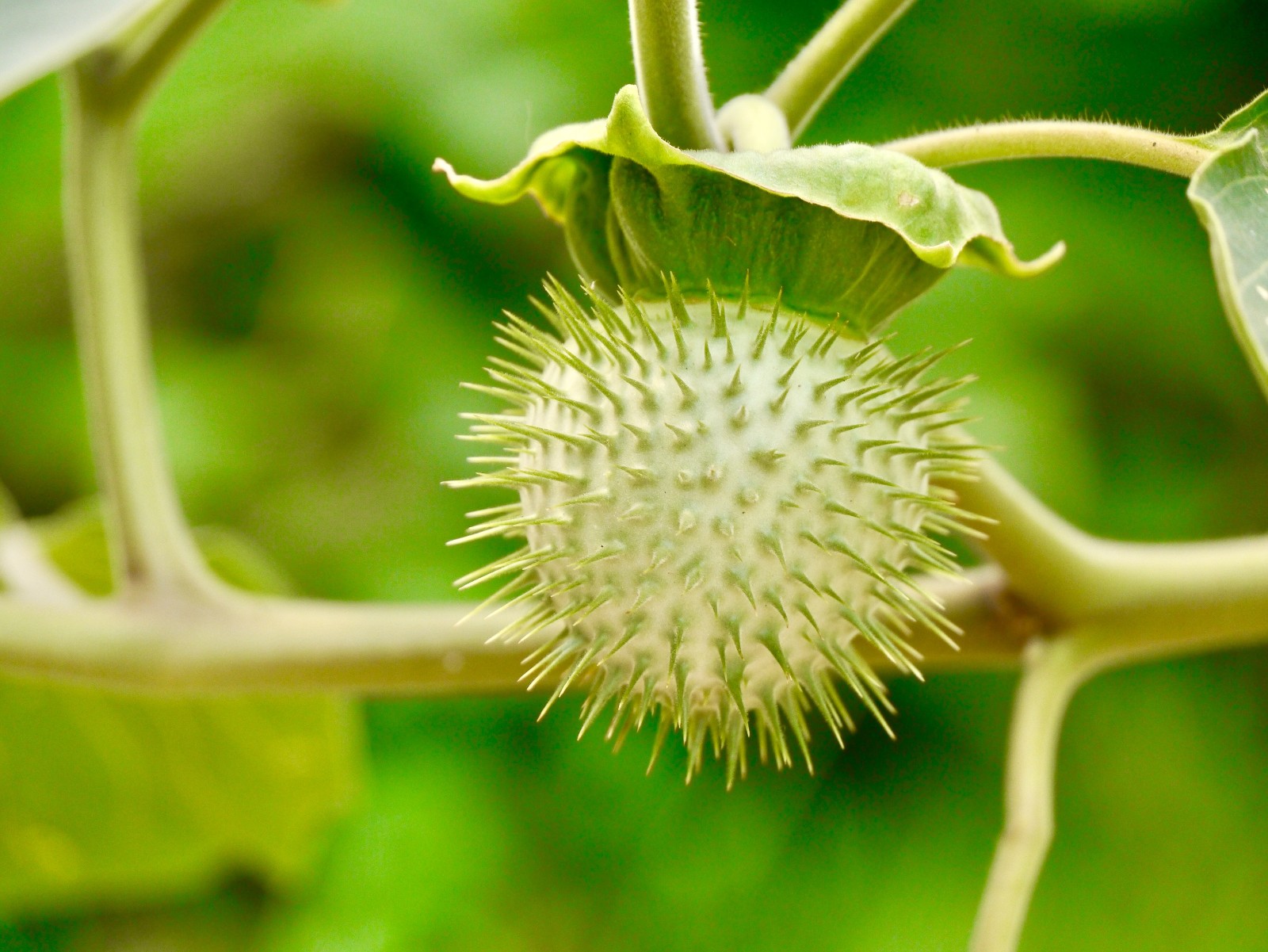 毛曼陀罗的花与果实