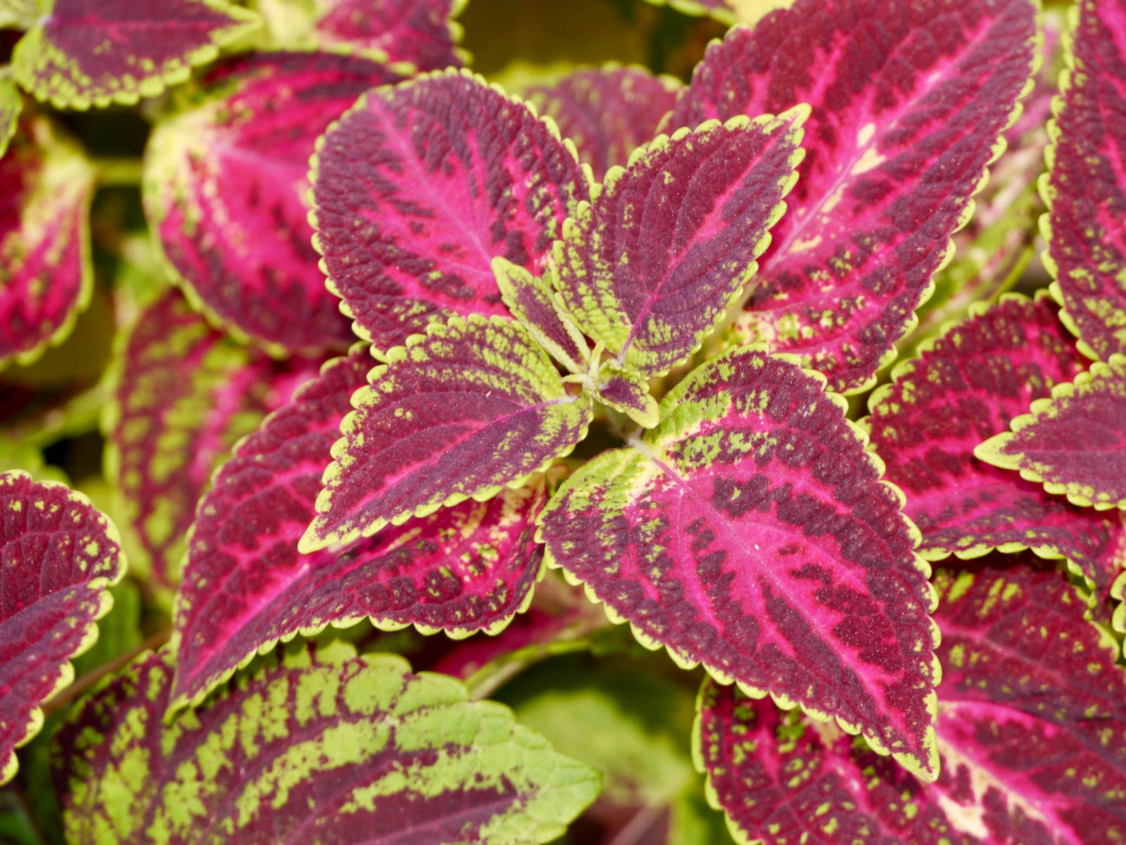 花一样美的观叶植物五彩苏