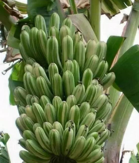 野生巨型香蕉!一根就够一家人吃,每个重达2斤多?