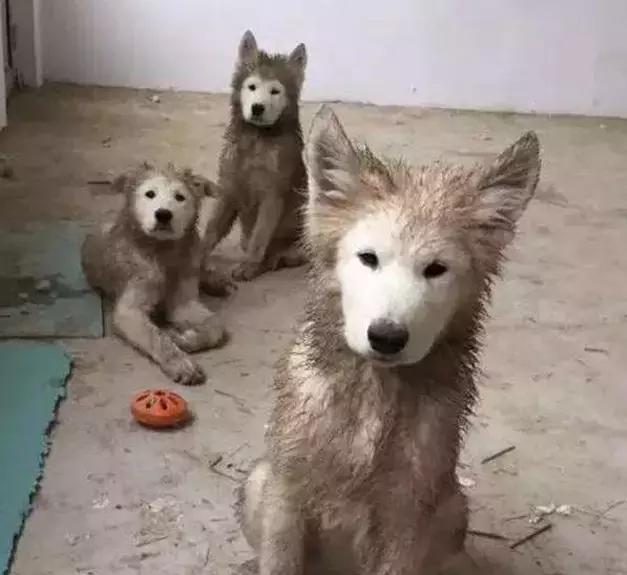 灰头土脸的,这是你送给我用来织毛衣的么?自己的小萨,好一枚阳光天使!