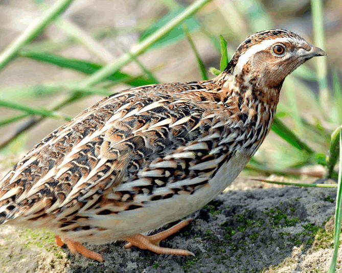鹌鹑是一种古老的鸟类, 分布极广, 品种繁多