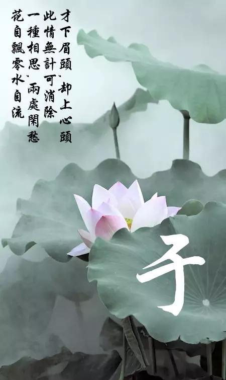 秦罗姓氏壁纸清新荷花背景主题前期留言的注意啦